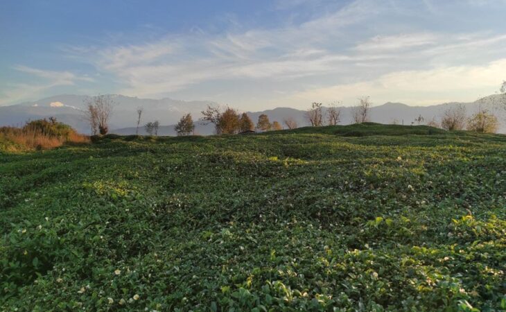 خرید باغ چای ارزان